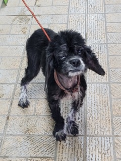 영주시 동물보호센터_447509202400325