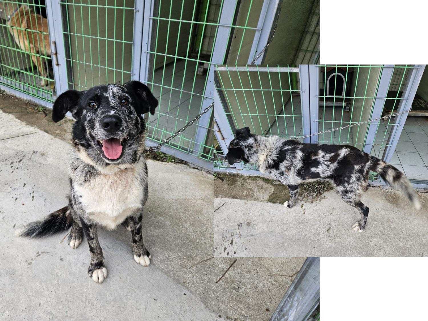 (사)영일동물플러스_447502202401437