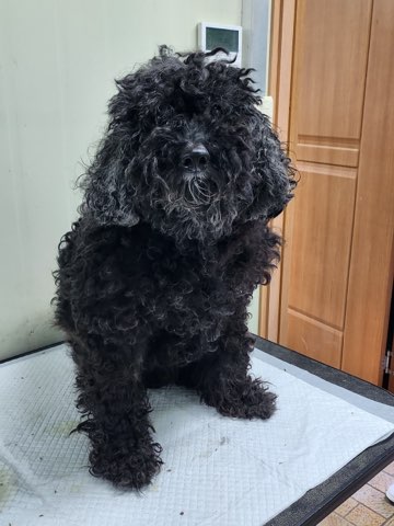영주시 동물보호센터_447509202400324