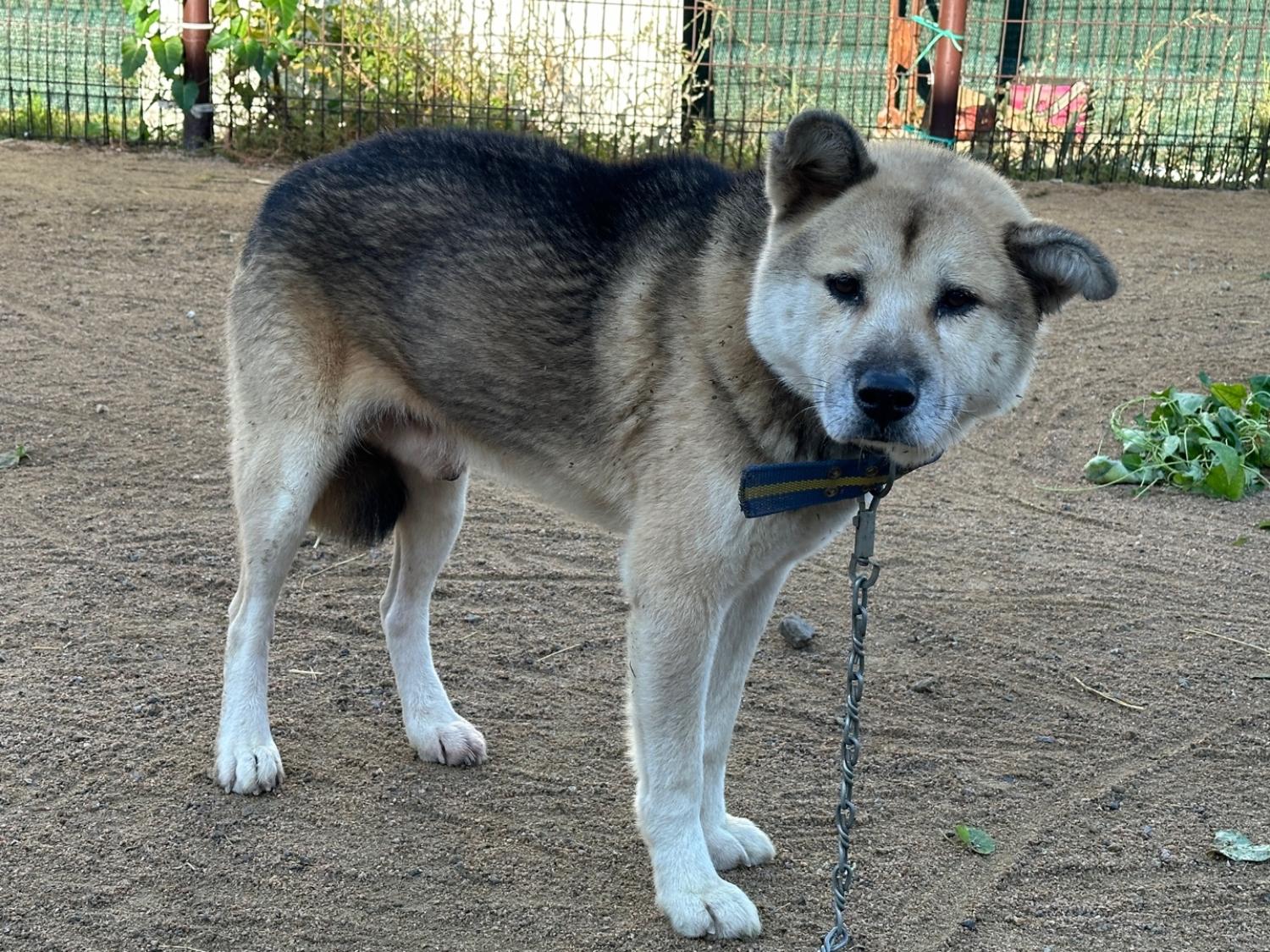 한국야생동물보호협회_441390202400810