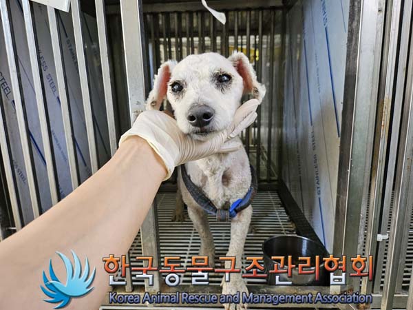 한국동물구조관리협회_441409202401660