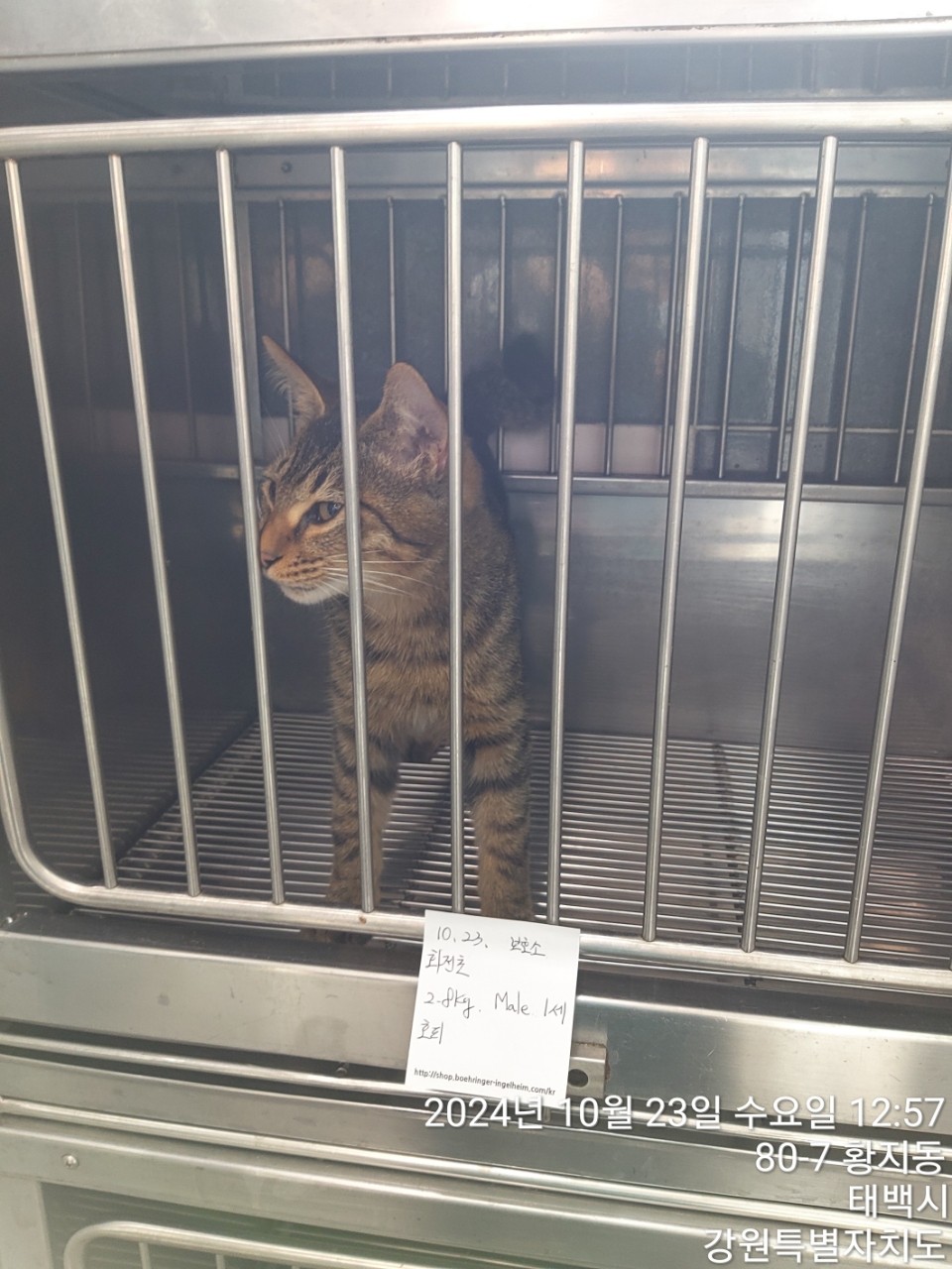 태백시유기동물보호소_442422202400260