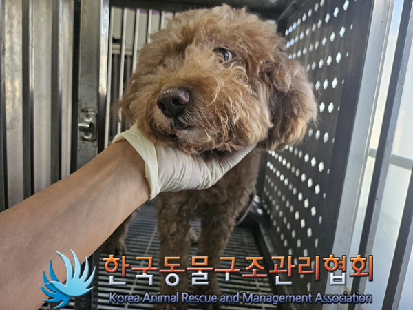 한국동물구조관리협회_411316202400760