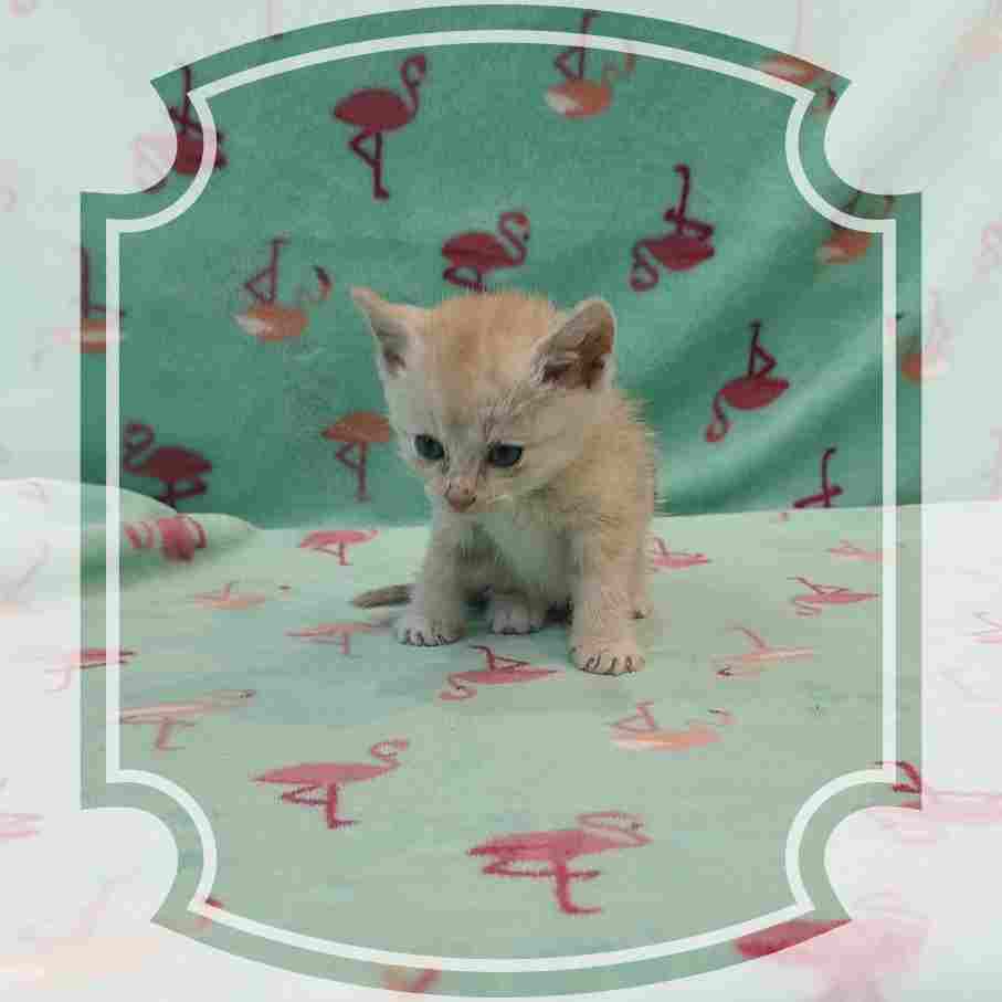 군산유기동물보호센터_445467202402215