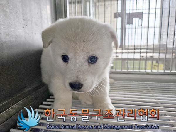 한국동물구조관리협회_441560202401324