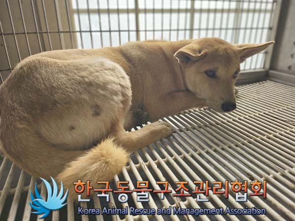 한국동물구조관리협회_441409202401661