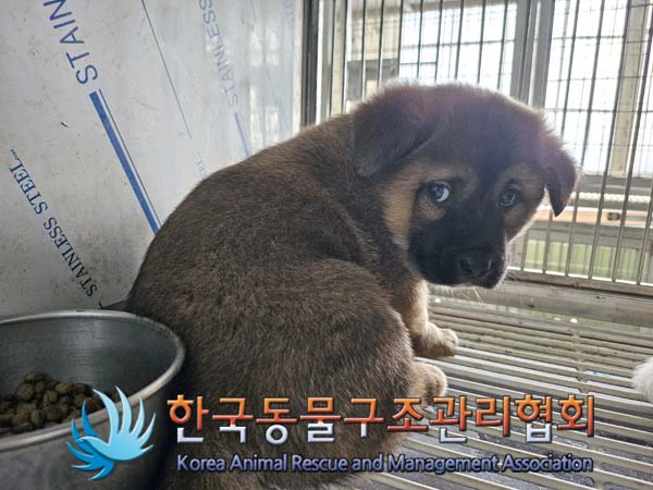 한국동물구조관리협회_441560202401322