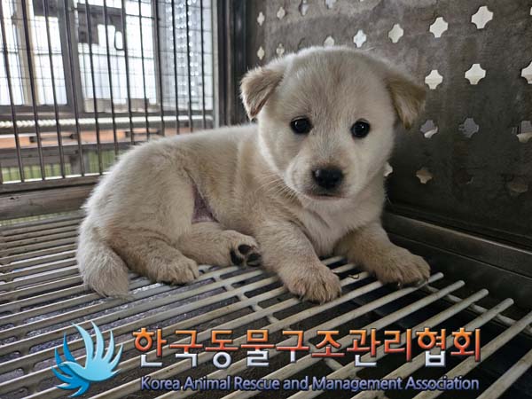 한국동물구조관리협회_441560202401321