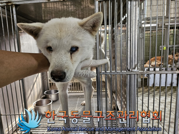 한국동물구조관리협회_441560202401325