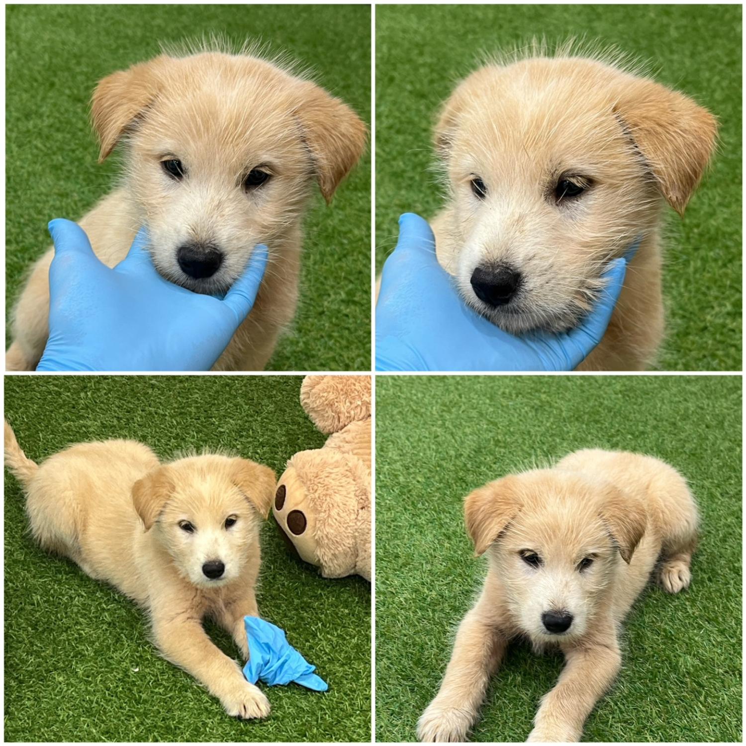 천안시 동물보호센터_444449202402042