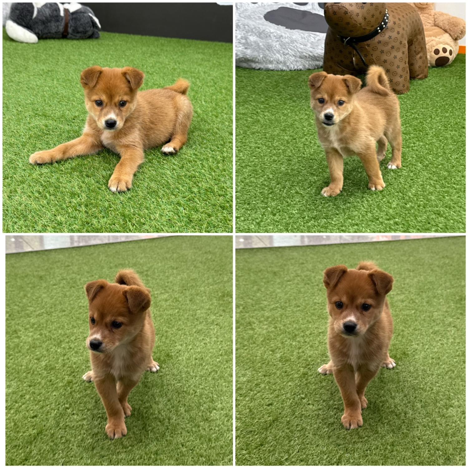 천안시 동물보호센터_444449202402054