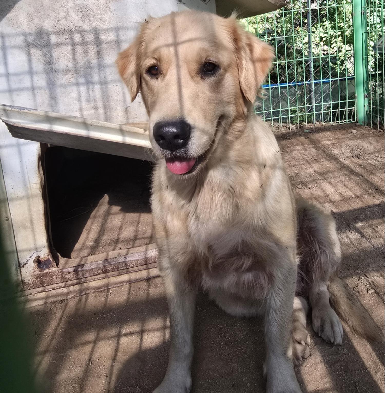 보은군동물보호센터_443442202400193