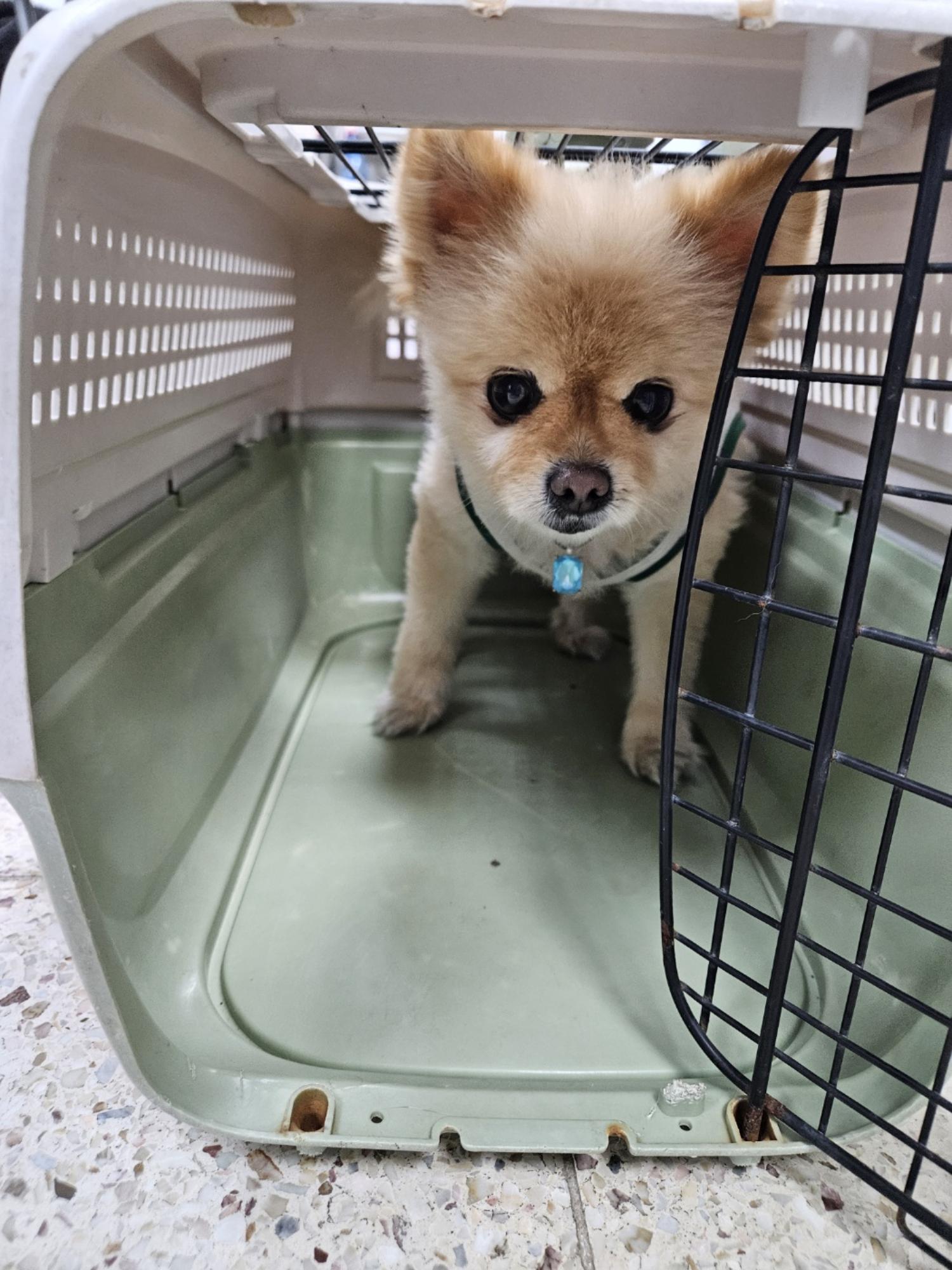 반려동물보호센터_443571202403078