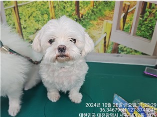 대전동물보호센터_430366202400576