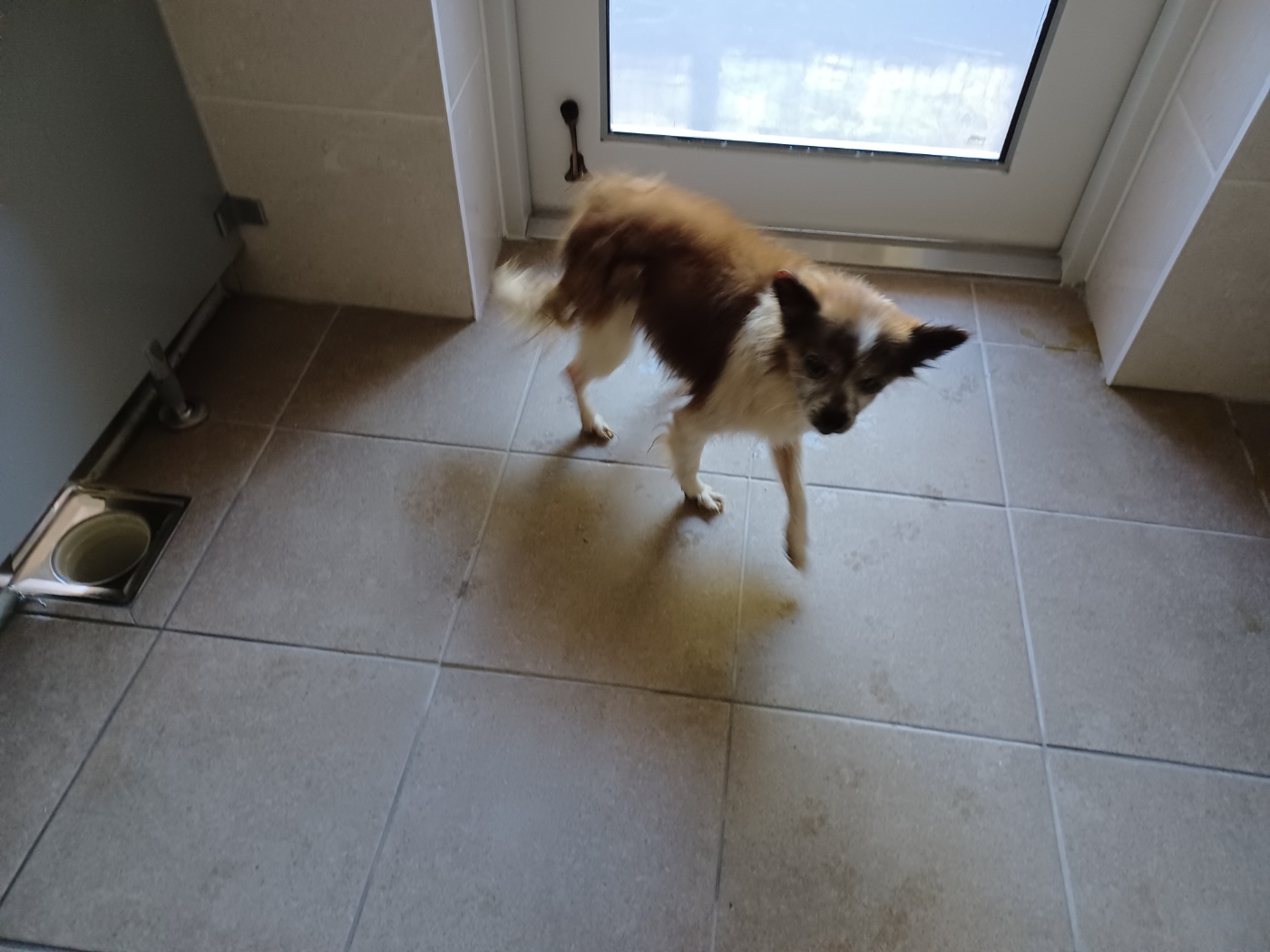 인제군동물보호센터_442433202400480