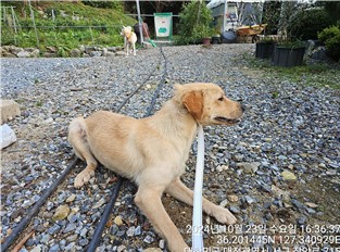 대전동물보호센터_430366202400573