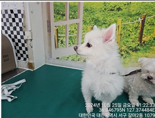 대전동물보호센터_430366202400575