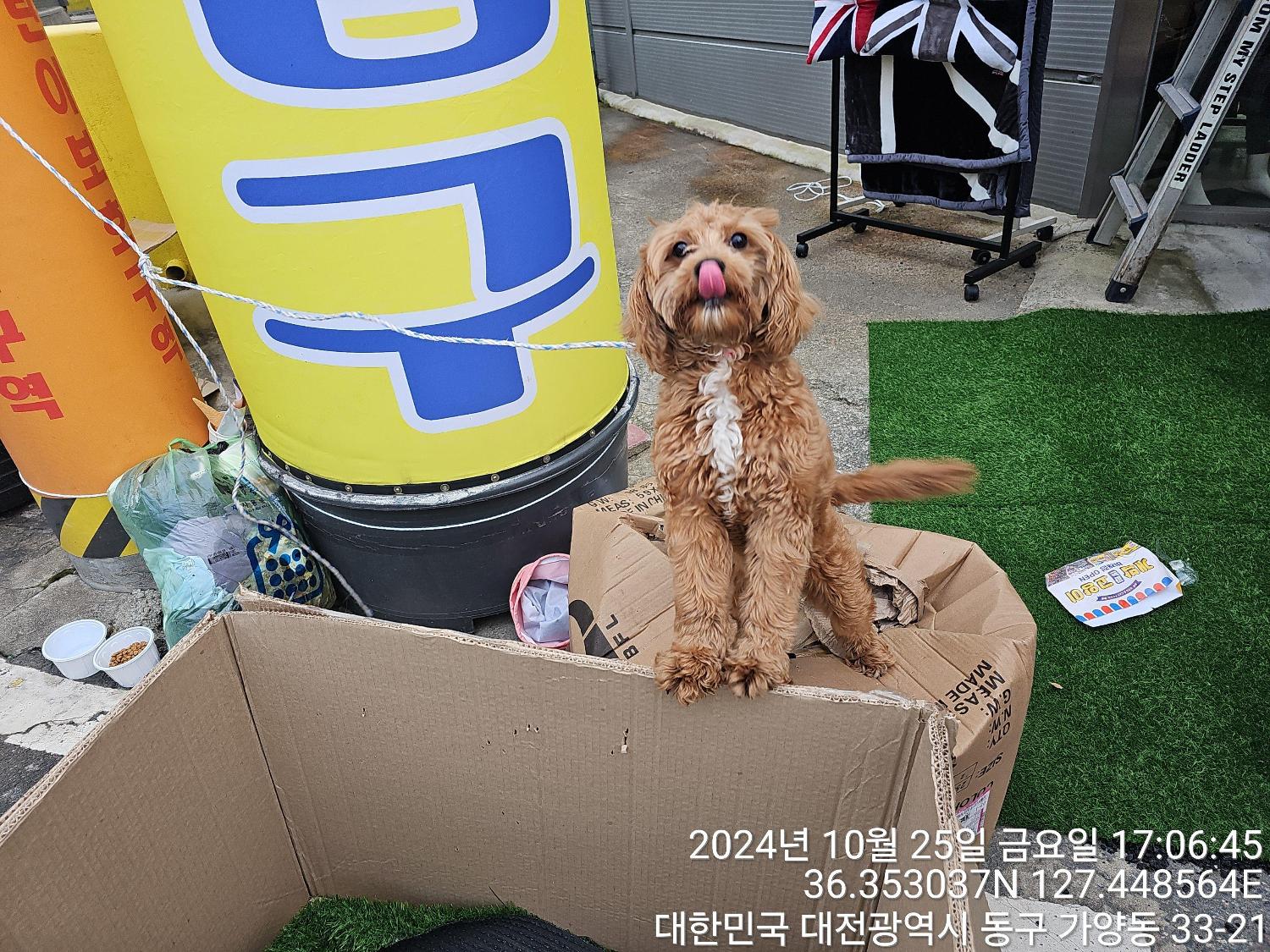 대전동물보호센터_430364202400780