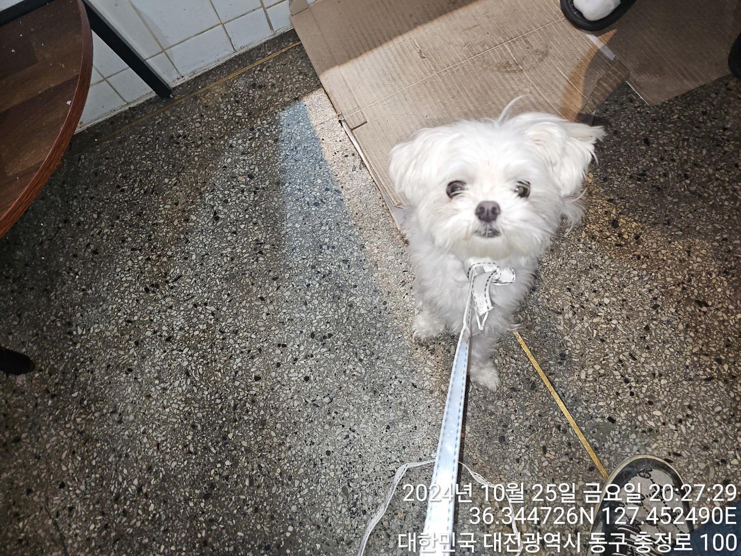 대전동물보호센터_430364202400781