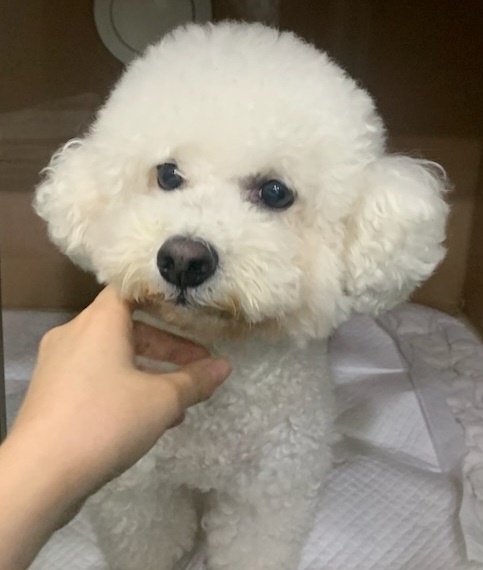 수원시 동물보호센터_441374202401418