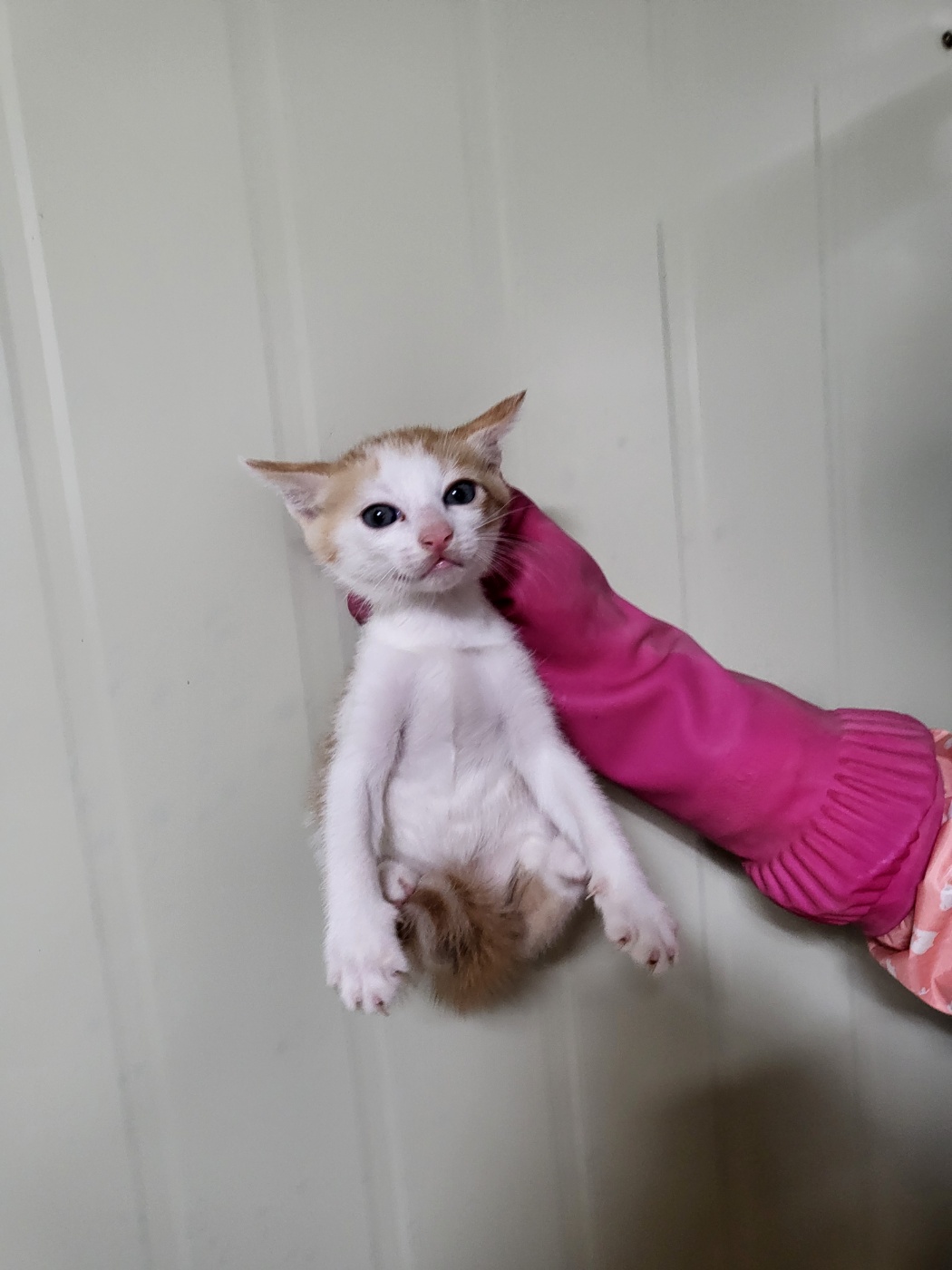 부산동물보호센터_426325202400446