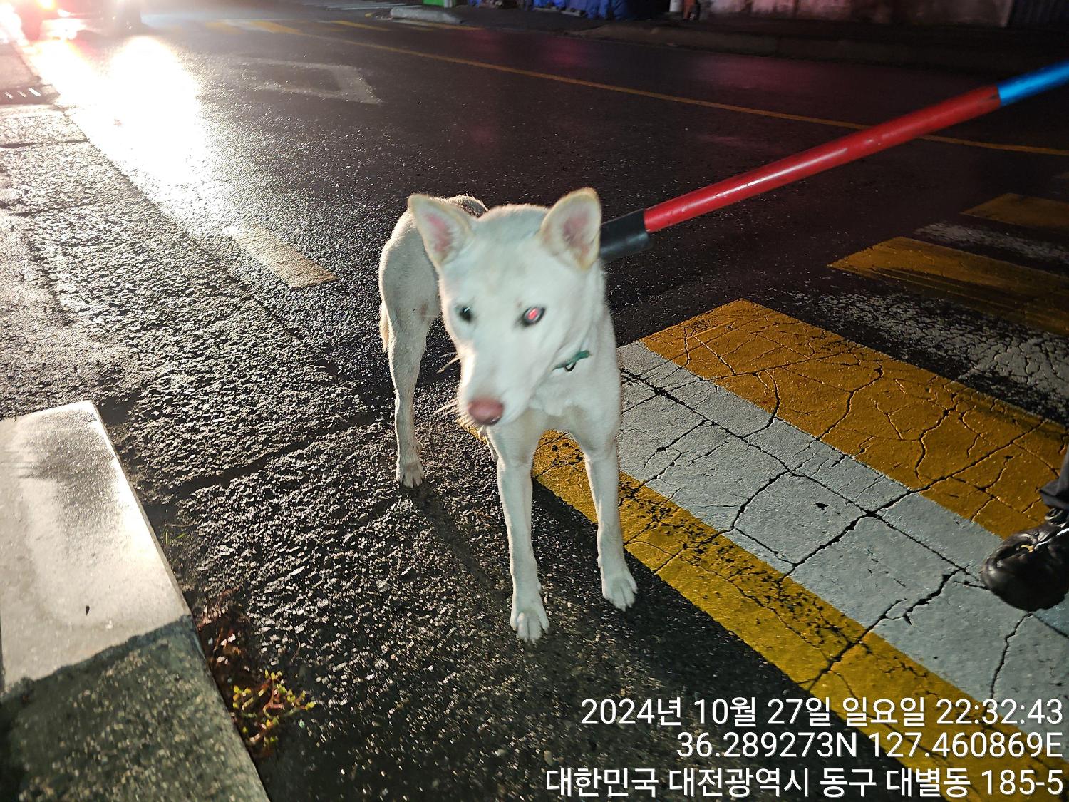 대전동물보호센터_430364202400785