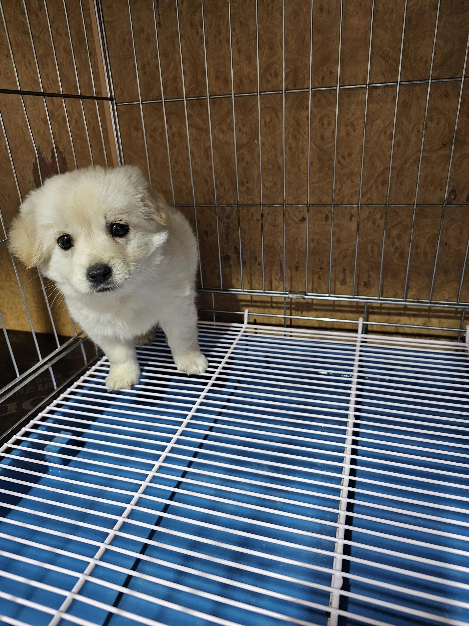 삼척시동물보호센터_442424202400658