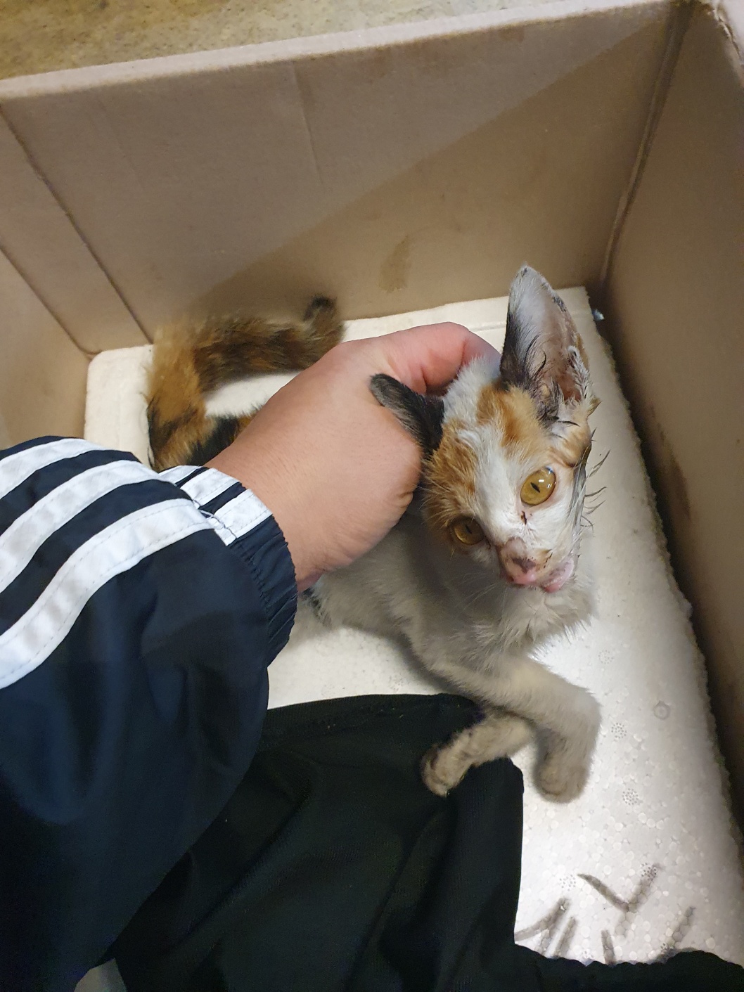 부산동물보호센터_426332202400644