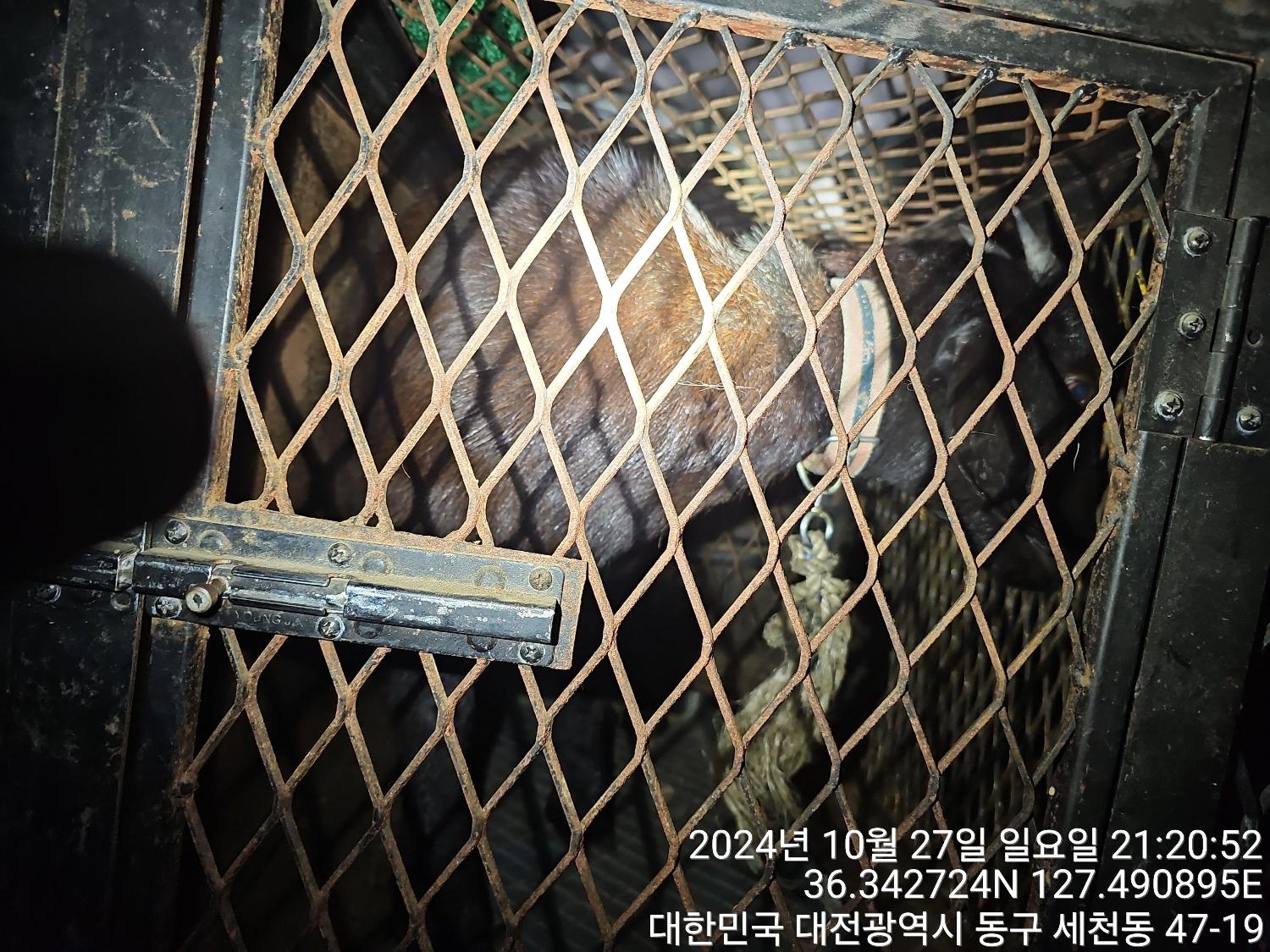 대전동물보호센터_430364202400783