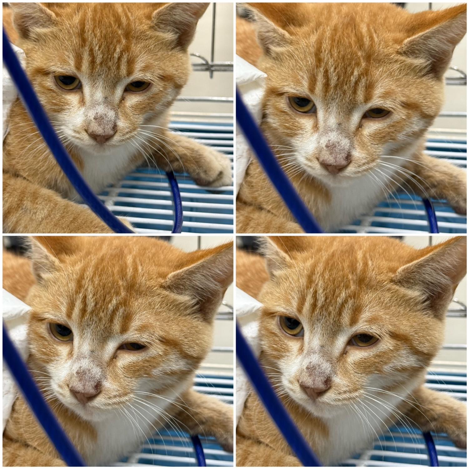 천안시 동물보호센터_444449202402091