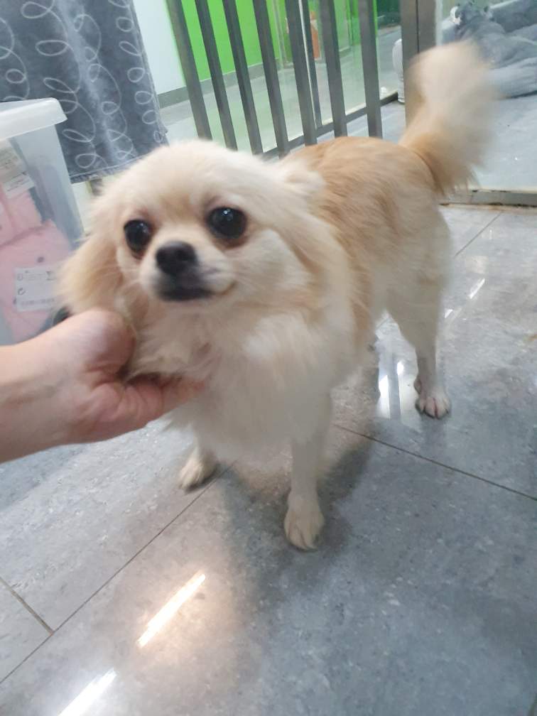 펫앤쉘터동물병원_441378202401310