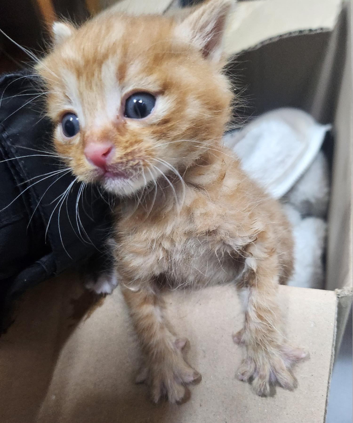 울산유기동물보호센터_431369202400625