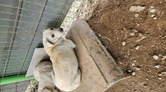아산동물복지지원센터_444452202402183