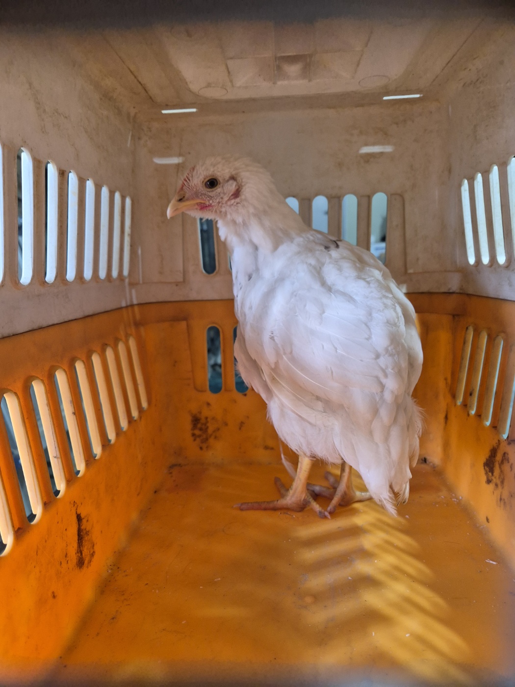 남양동물보호센터_441553202403669