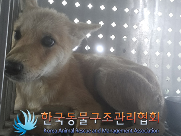 한국동물구조관리협회_441409202401662