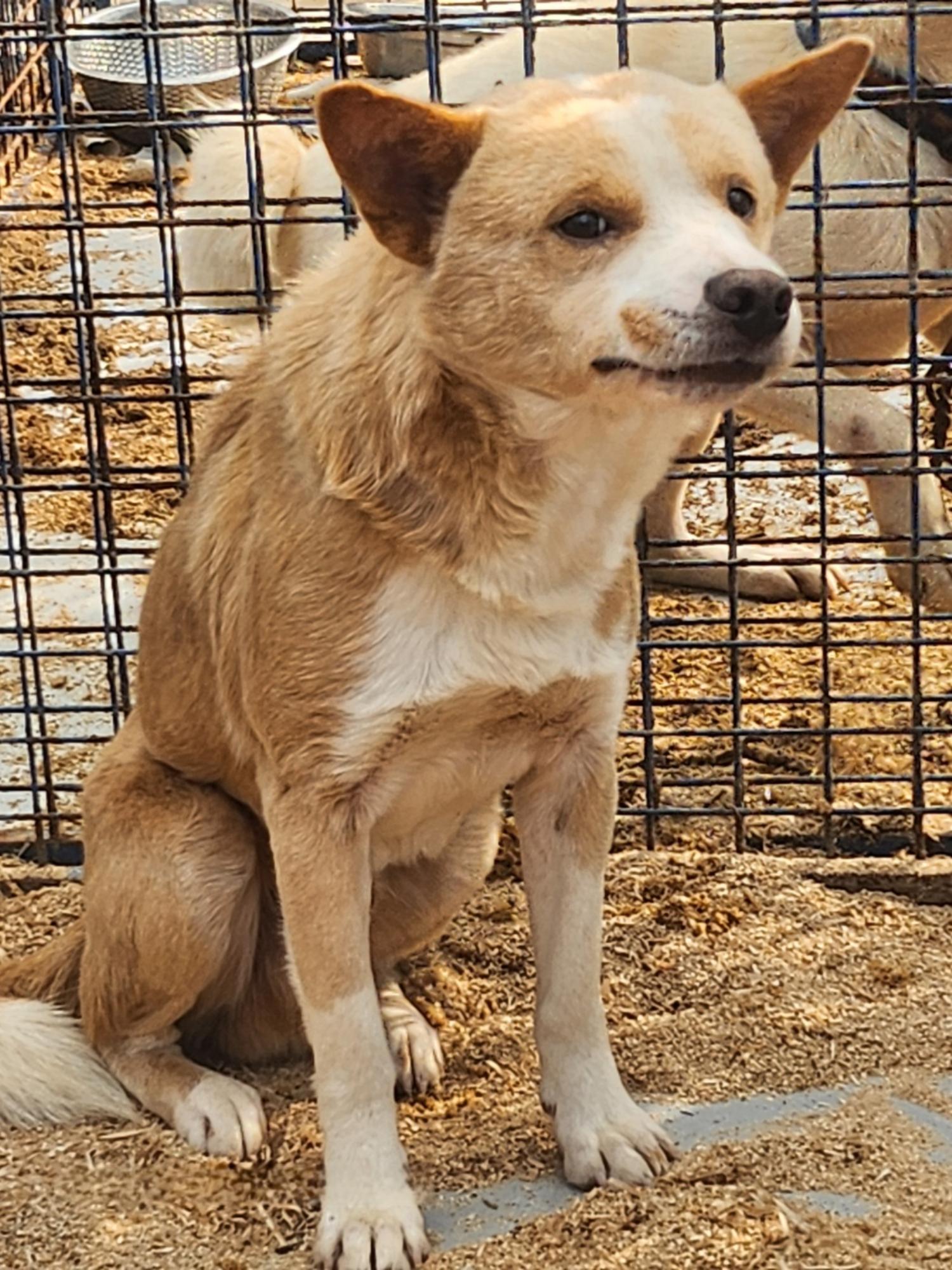 울산유기동물보호센터_431373202401570