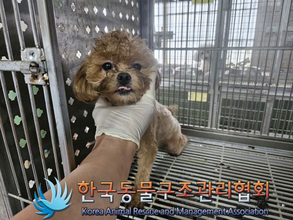 한국동물구조관리협회_441560202401326