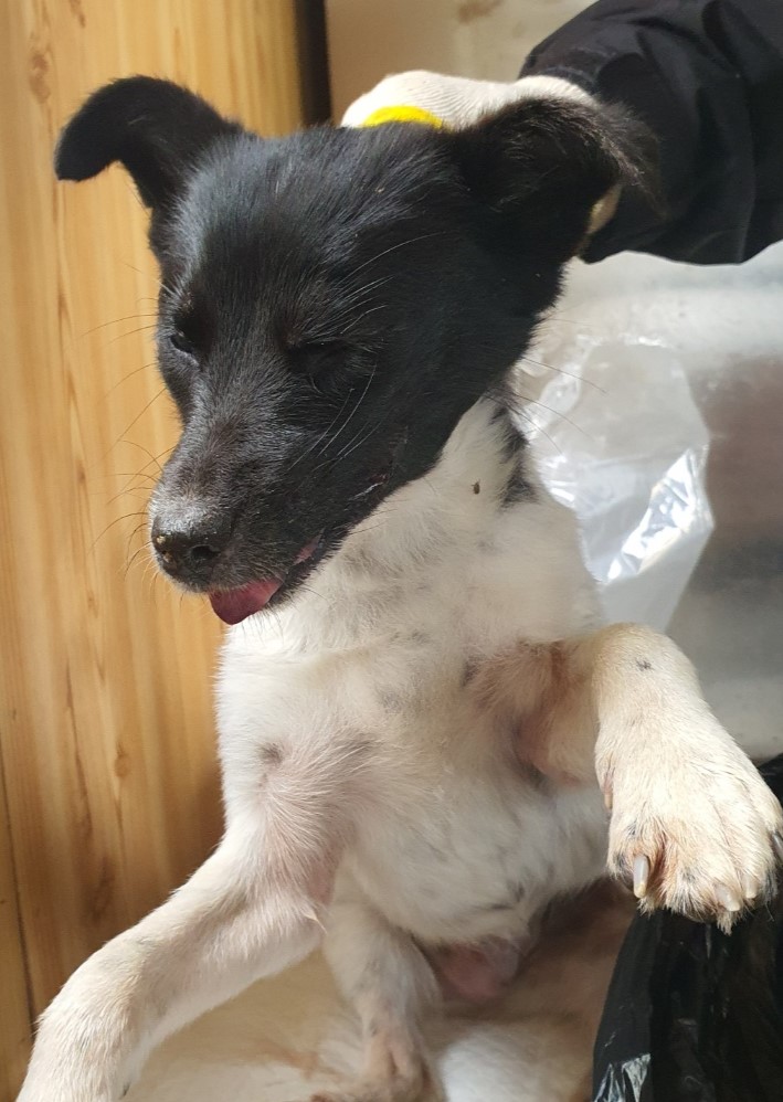 공주시 동물보호센터_444450202400471