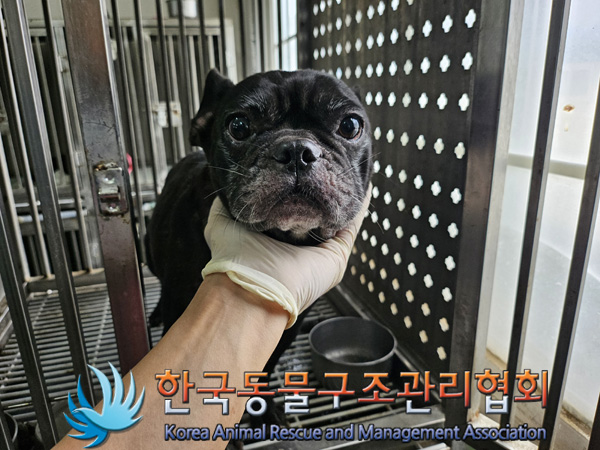 한국동물구조관리협회_411323202401062
