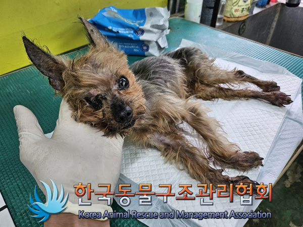 한국동물구조관리협회_411323202401063