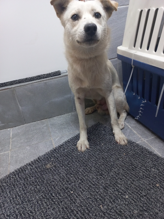 이성준동물병원_441408202401677