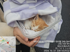 대전동물보호센터_430365202400561