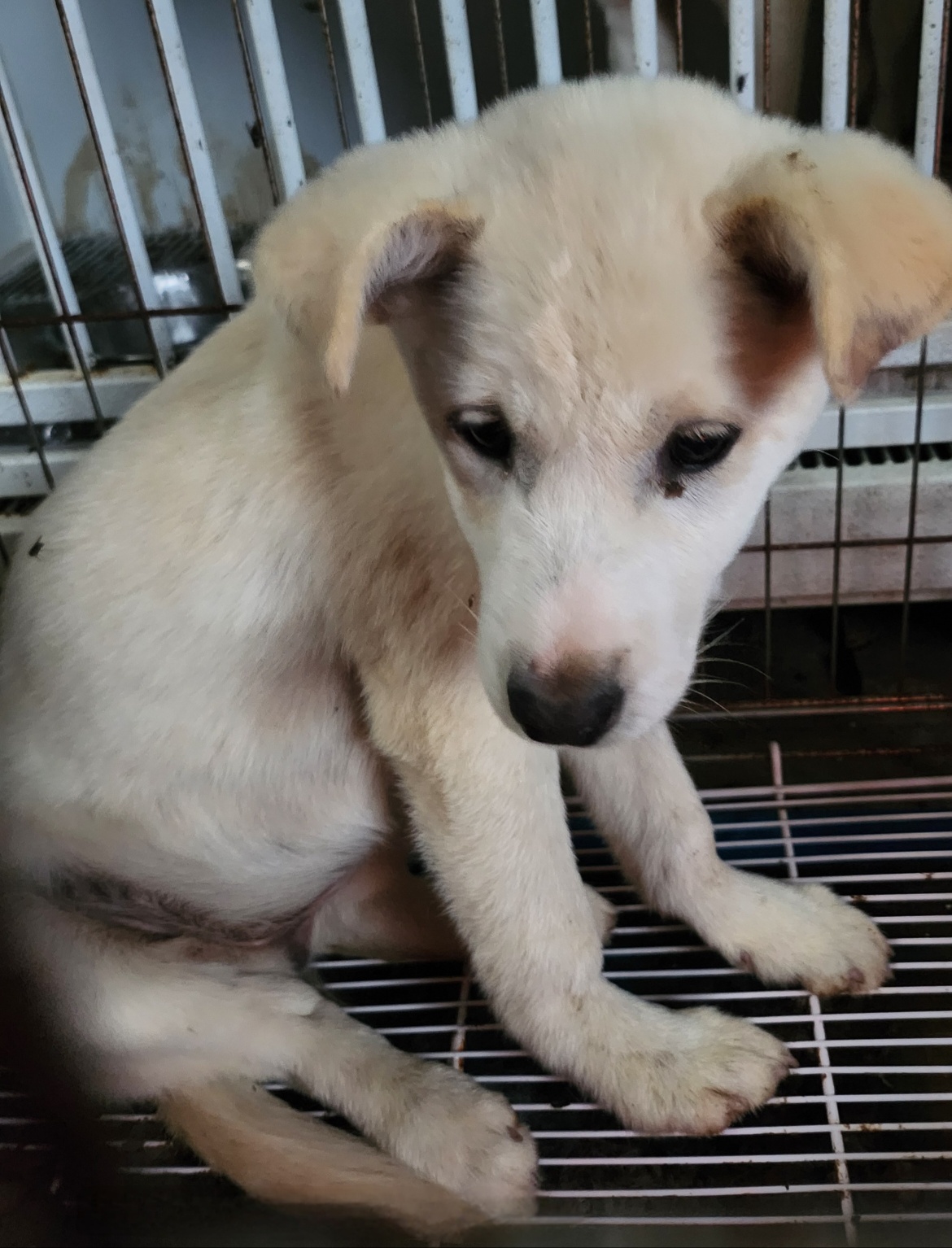 울산유기동물보호센터_431373202401574