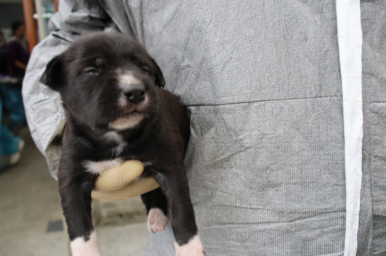 제주 동물보호센터_450650202403205