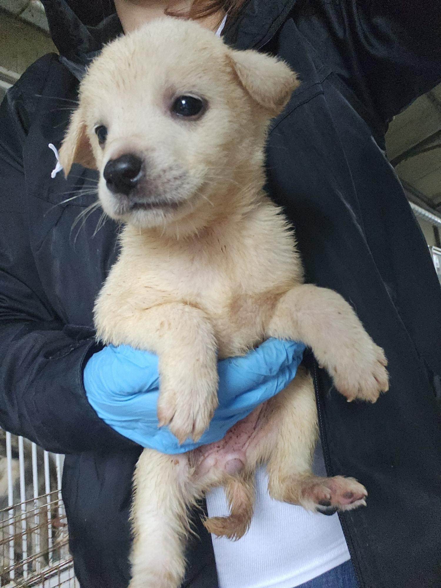 울산유기동물보호센터_431373202401593