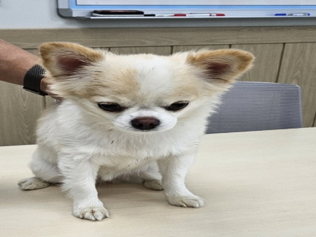 원주시동물보호센터_442419202400833