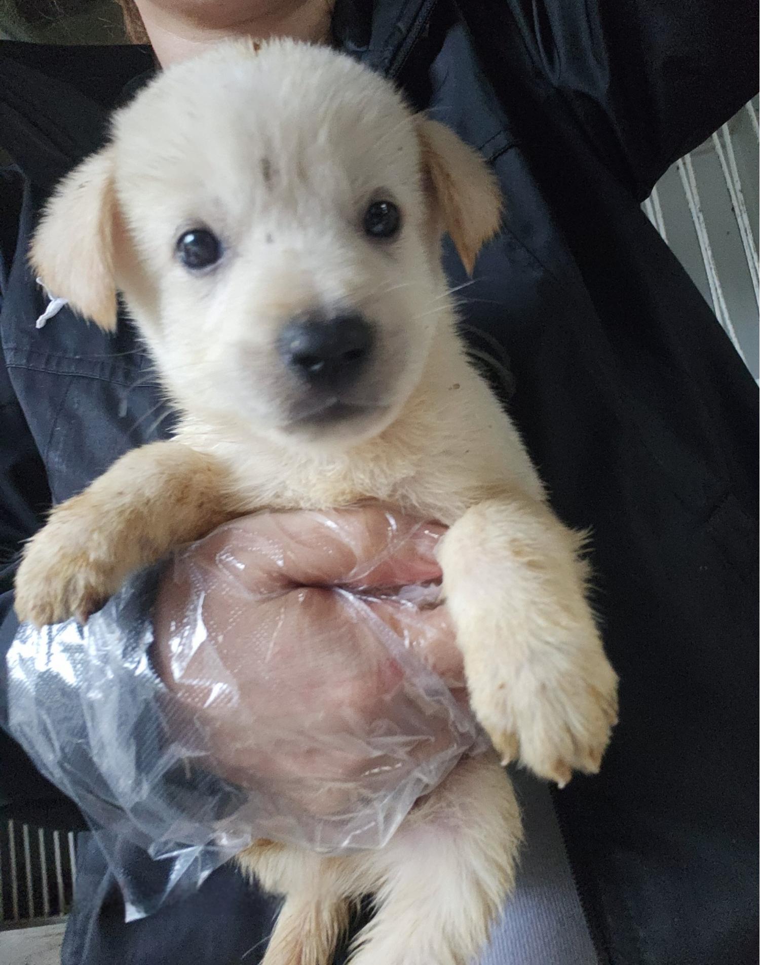 울산유기동물보호센터_431373202401599