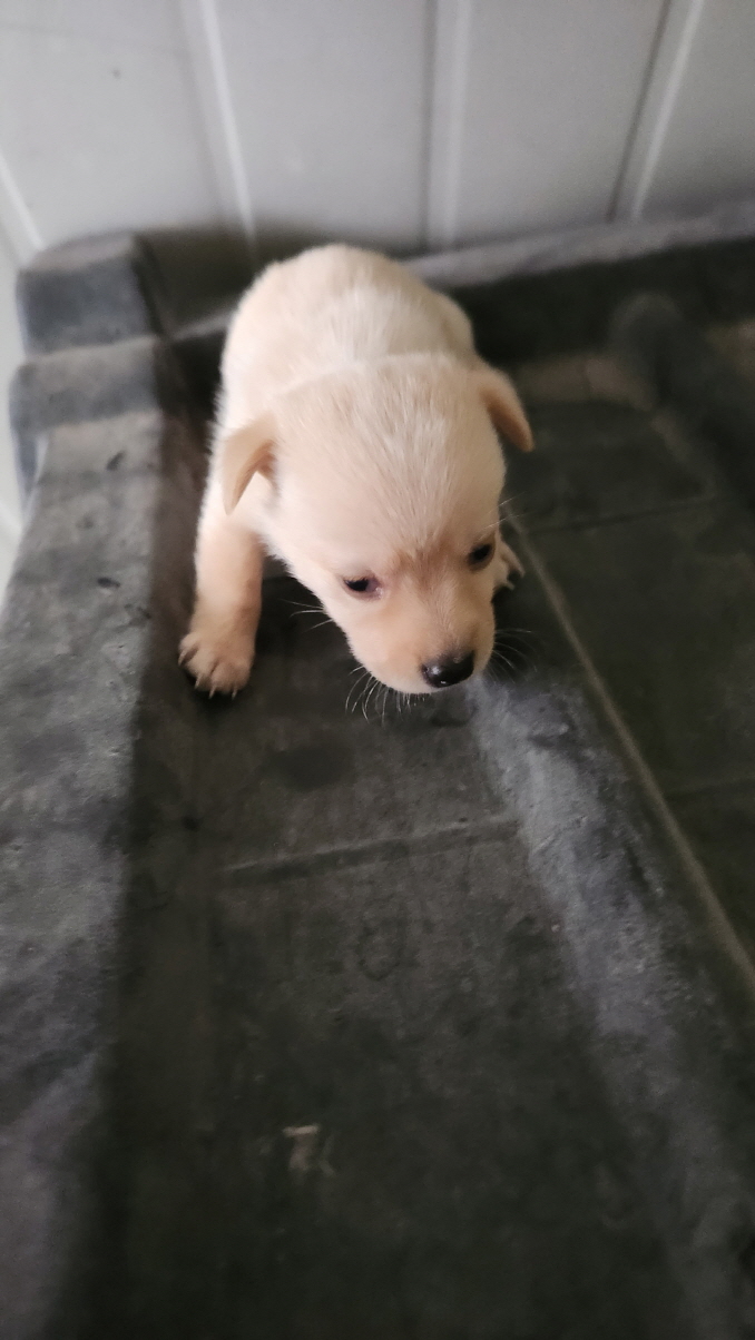 익산유기동물보호소_445468202402903