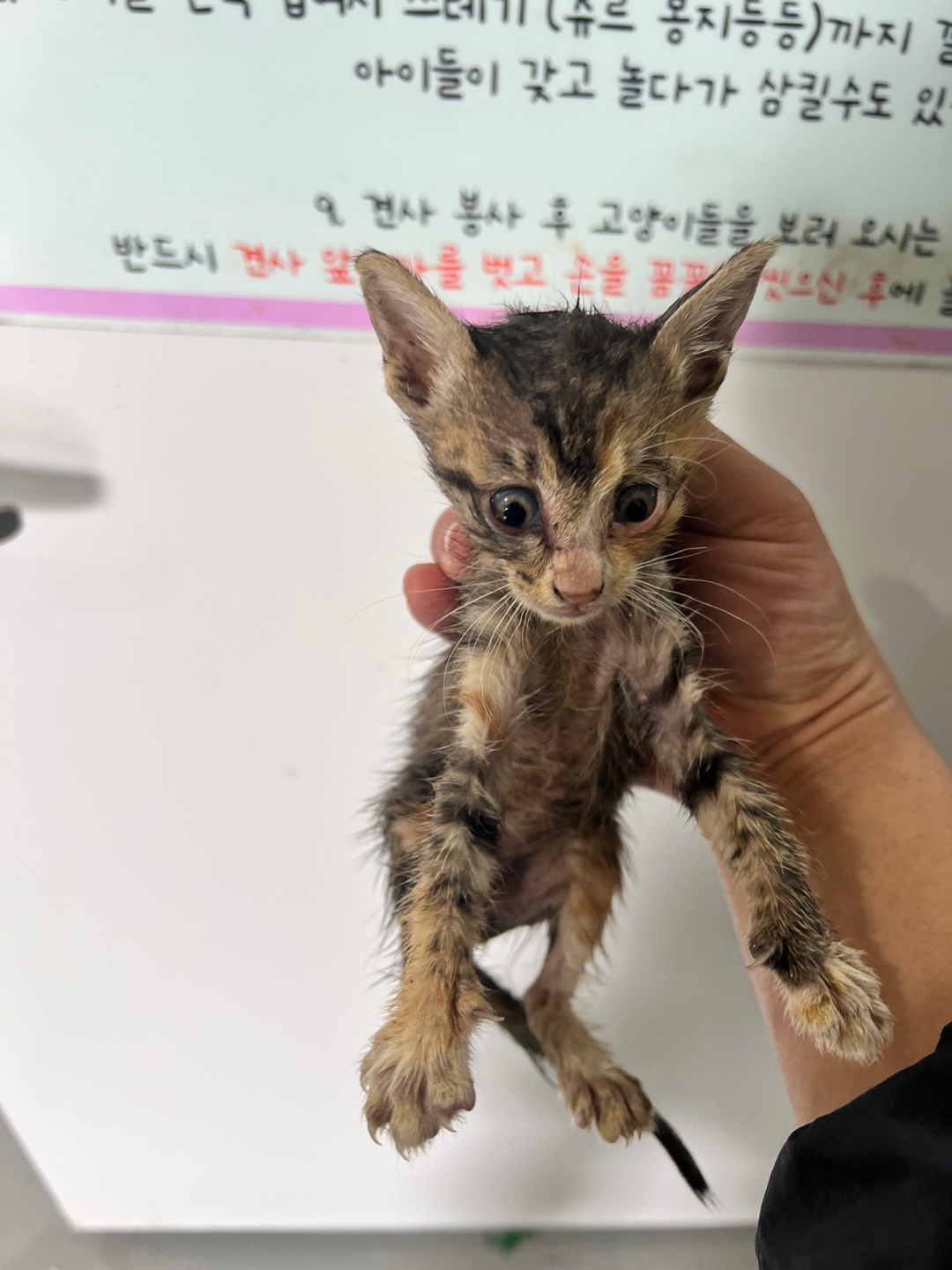 부산동물보호센터_426326202400647