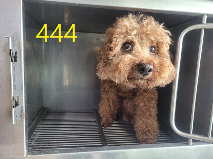 신영재동물병원_428355202400780